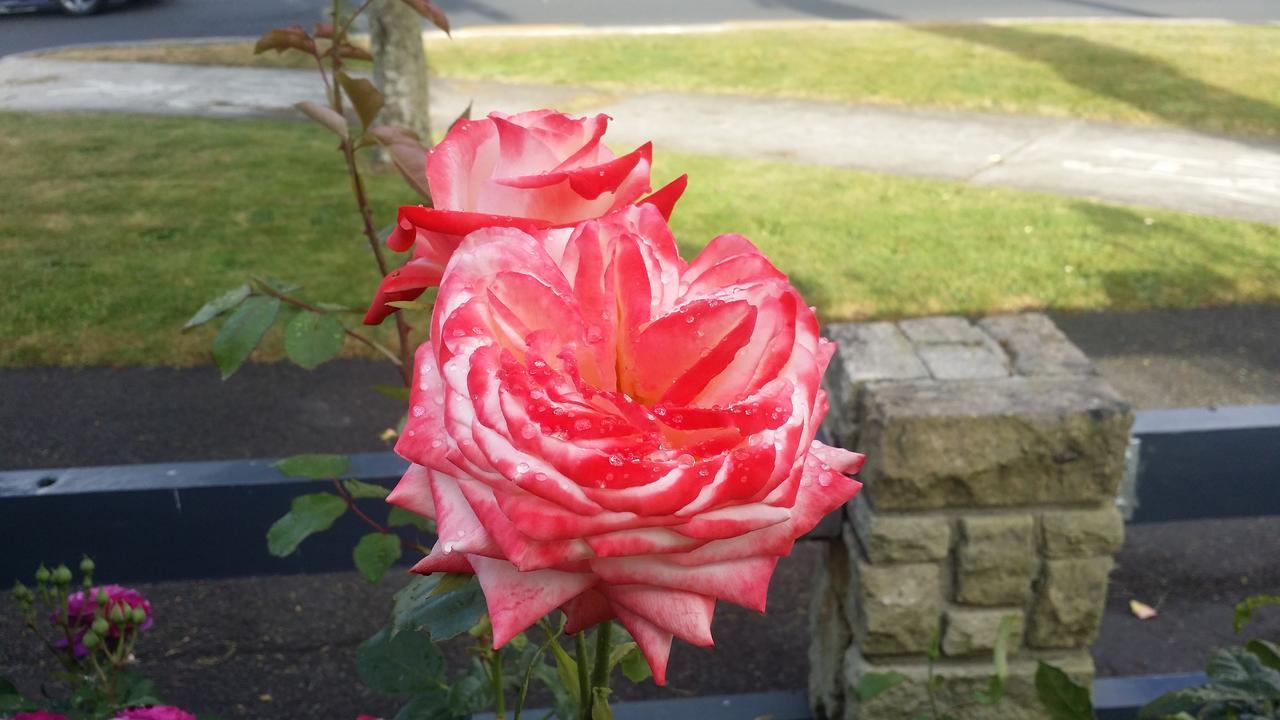 Rose Court Motel Rotorua Exterior photo